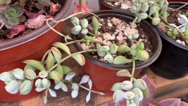 Hablemos de la suculenta dulces colgantes / Cotyledon pendens смотреть онлайн