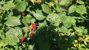 Ежевика сорт Натчез. 11.08.2022 Ленинградская обл.