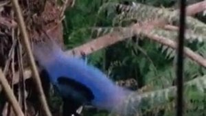 Половое размножение животных.wmv