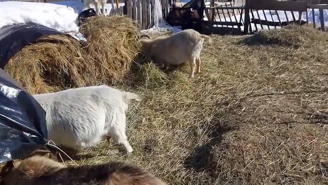 Как дела у первокоток... не хочу удойных коз... смотреть онлайн