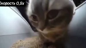 ЧИПИ ЧИПИ ЧАПА ЧАПА кот - НА РАЗНЫХ СКОРОСТЯХ