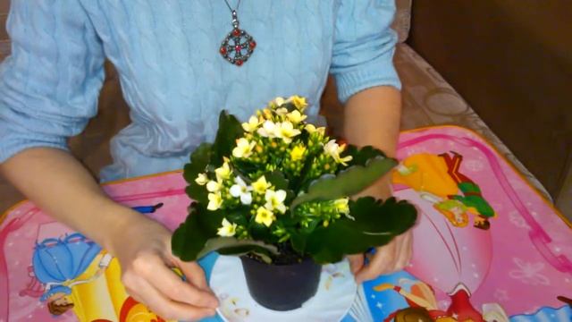 Необычные оттенки каланхоэ Блоссфельда смотреть онлайн