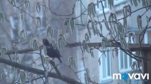 Летят на Родину скворцы