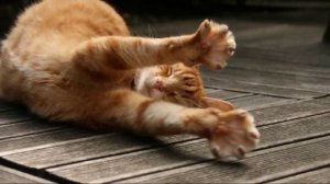 Schiller Ein Schoener Tag Kaycee.mp4