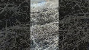 Вспашка мотоблоком заросшего участка! Под люцерну!