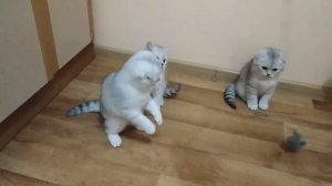 Шотландские котята бесятся и играют 🐱 Милота  Лучшие Видео про котят