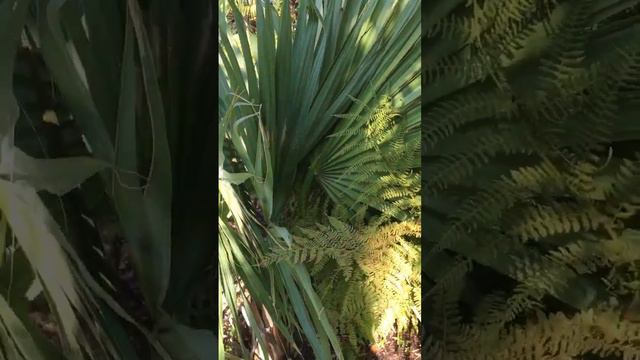 Sabal palm tree 🌴 on the Gulf Islands ☝️🇨🇦🌴🌴🏝 смотреть онлайн