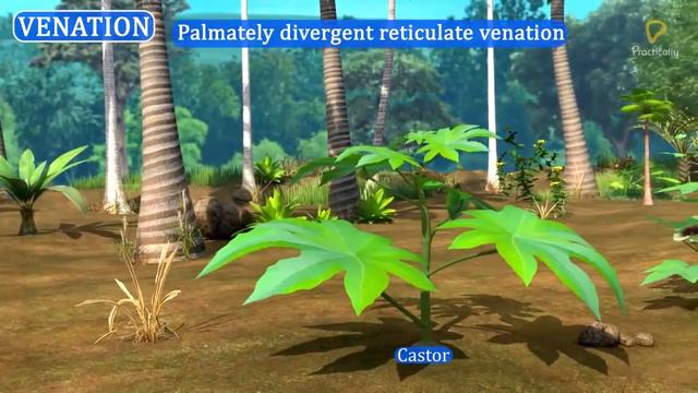 Practically's Concepts - Venation- #LearnPractically смотреть онлайн