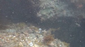 Рыбы Средиземного моря. Названия рыб под видео. Кипр.