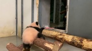 До чего Же огроМная коряГа Московский ЗооПарк👀🤣🔥👍🥰baby Panda Moscow Zoo👀🤣🔥👍🥰