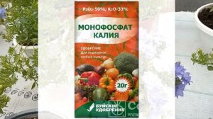 Кампанулы  Рекомендации по уходу
