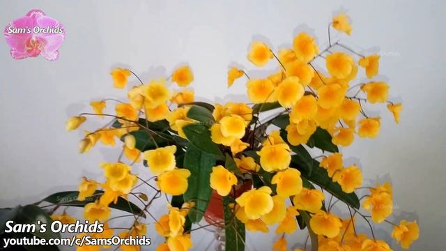 #GVOS2020 Dendrobium lindleyi (Den. aggregatum), Lindley's Dendrobium orchid смотреть онлайн