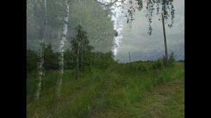 25 июня 2023 - лесной день