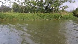 Kayak Adventures with Sharkboy - MONSTER ALLIGATORS