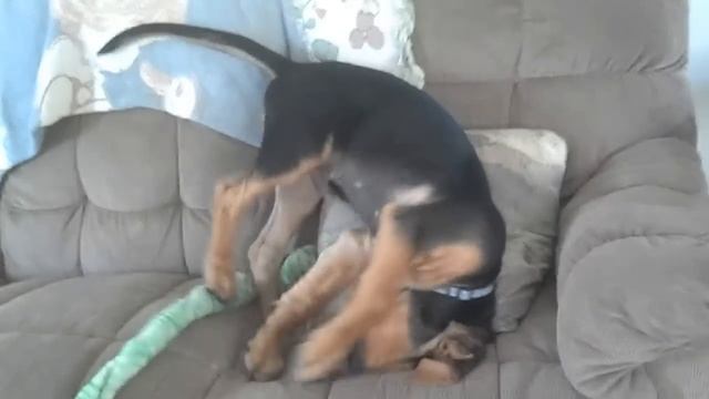 Magnus, our 12 week old bloodhound puppy смотреть онлайн