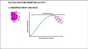 XI Zoology Ch#3 Lecture#(Enzymes) by Tanzeel Rehman