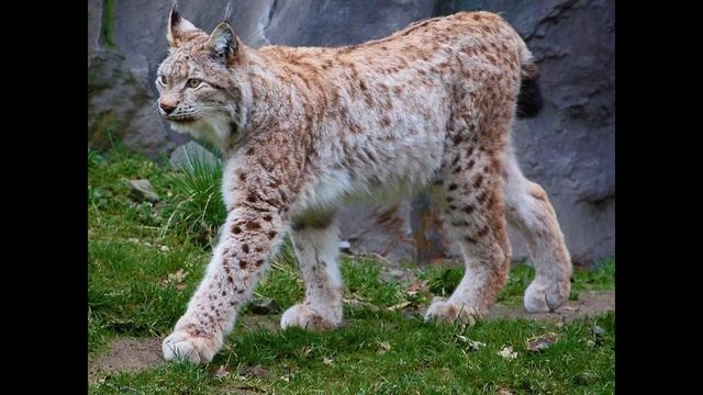 Животные которые занесены в красную книгу! (1 часть) смотреть онлайн