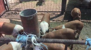 Уличное содержание свиней