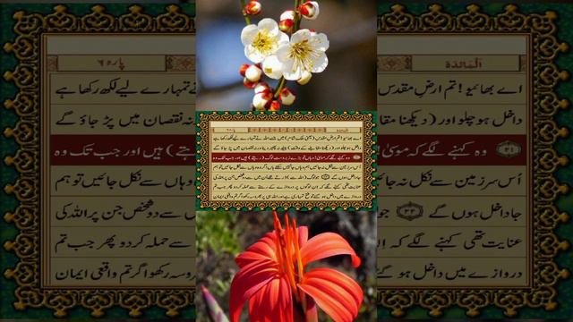 Quran pak tarjuma // urdu // surah maida // part 241