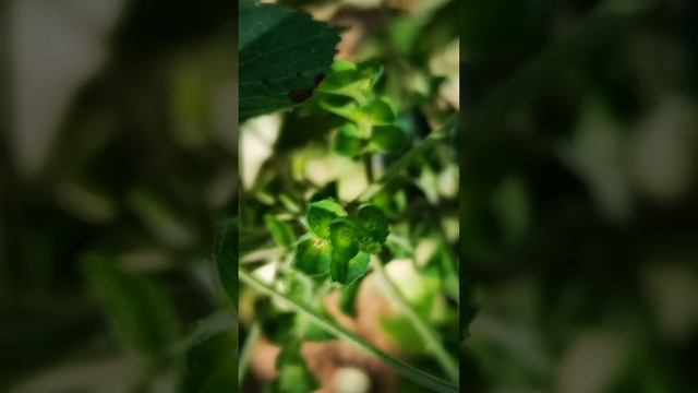 Acalypha indica Flower flower world