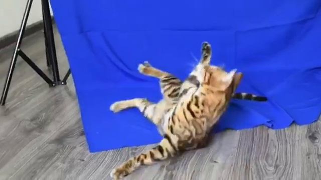 Питомник бенгальских кошек ДОМАШНИЙ ЛЕОПАРД. Кот Алекс Макс
