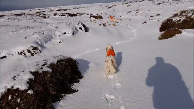 Английский Сеттер - Интересные факты о породе Английский Сеттер смотреть онлайн