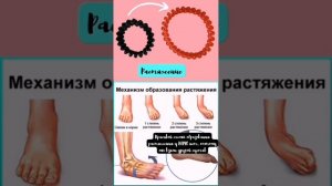 ЧЛХирург отвечает. Биомеханика движения нижней челюсти. Часть 3.