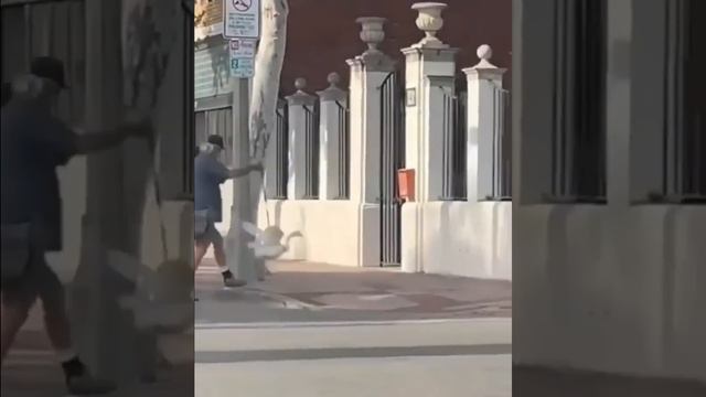 Смешные животные - Смешные кошки/собаки/птицы - Смешные видео с животными 45