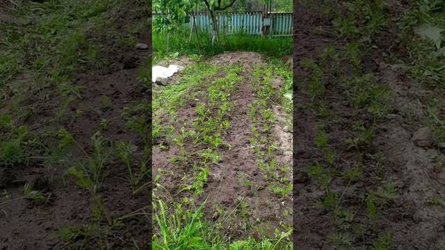морковь в июне - прореживание, подкормка, борьба с морковной мухой