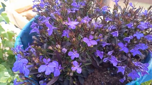 ЛОБЕЛИЯ Когда и как обрезать лобелию чтобы росла пышно и красиво смотреть онлайн