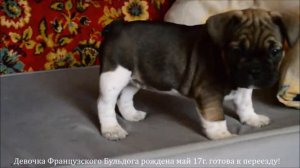 Щенок Французский бульдог Девочка