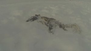 Зимняя рыбалка жерлицы о Лесное Новый Уренгой