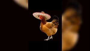 Кокошка кючек 2017