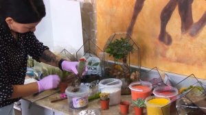 Создание флорариума своими руками, мастер-класс для начинающих
