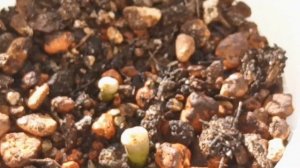 Lithops Julii - Жив или Мёртв??