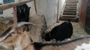 козы карликовые Голландский гном