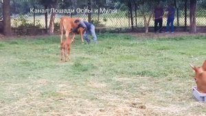 Как раздоить КОРОВУ после отёла?