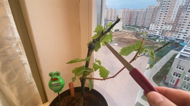 Воскрешение винограда. Гарольд. Виноград по комсомольски смотреть онлайн