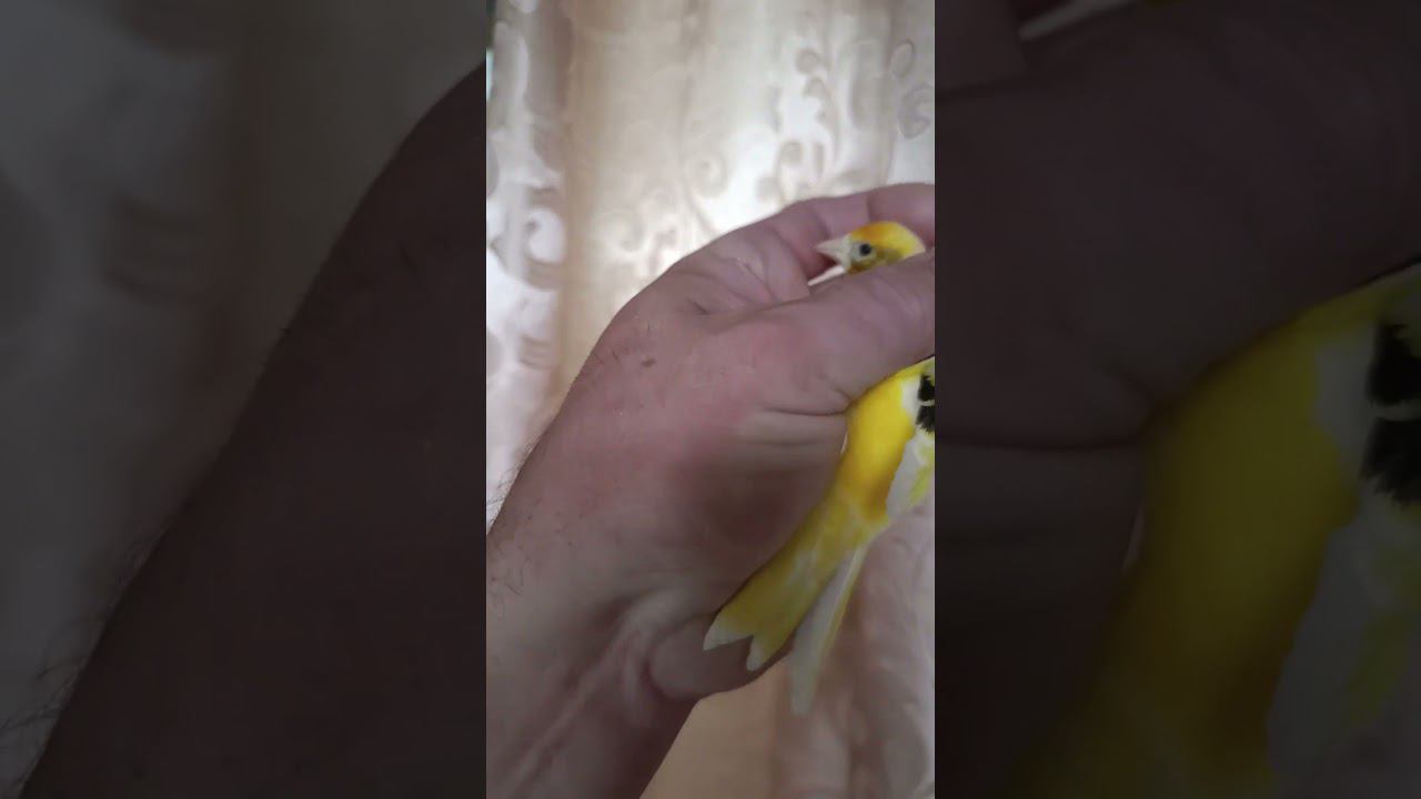 Гибрид щегол+канарейка 13.10.2023. смотреть онлайн