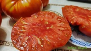 Обзор томатов Фиолетовая гордость Весселя/ Итальянский Гигант и Засолочный/ Дегустация