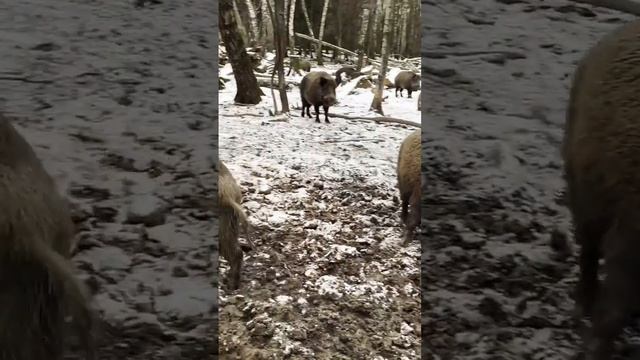 Дикие  кабаны , дикие олени с рогами , брошенные животные , дикие лесные животные