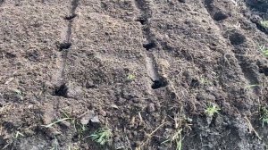 Посадил картофель Аврора