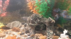 цихлиды едят червей ???