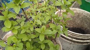 КОМБИНИРОВАННОЕ ЧЕРЕНКОВАНИЕ ГОРТЕНЗИИ ТАЧ ОФ ПИНК.