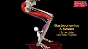 Тренировка Ног