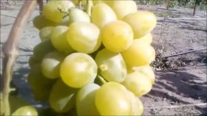 ?ОБЗОР ВИНОГРАДА МОНАРХ