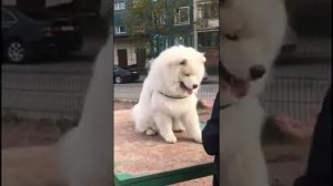 Шикарный огромный САМОЕД (щенок 10 мес) занимается с кинологом| Amazing Puppy (10m) samoyed trainin
