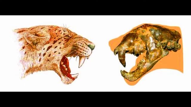 Dinofelis - Gato Terrible - DinoPedias смотреть онлайн