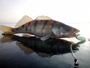 Ловим Берша и Судака. Кама