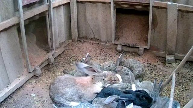 Кроличья яма. Видеонаблюдение. смотреть онлайн